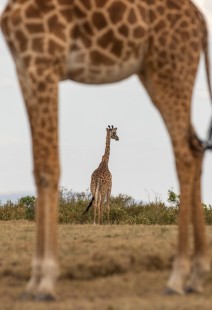 eduardo_del_alamo_kenya_wildlife_safaris_fotograficos13