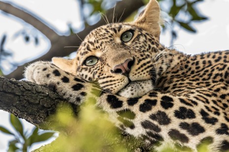 eduardo_del_alamo_kenya_wildlife_safaris_fotograficos15