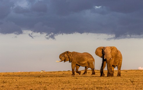 eduardo_del_alamo_kenya_wildlife_safaris_fotograficos17
