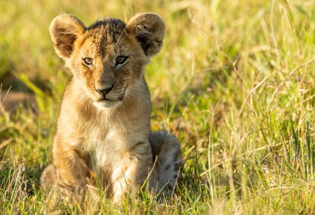 eduardo_del_alamo_kenya_wildlife_safaris_fotograficos20