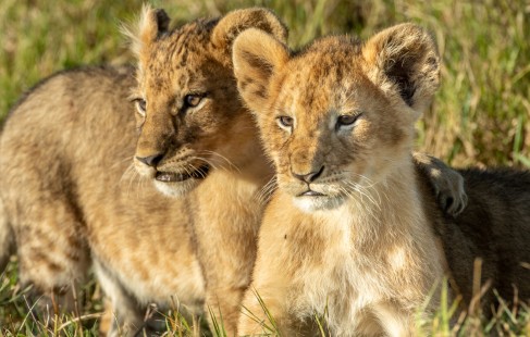 eduardo_del_alamo_kenya_wildlife_safaris_fotograficos23