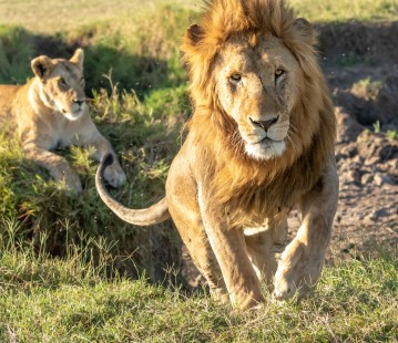eduardo_del_alamo_kenya_wildlife_safaris_fotograficos24