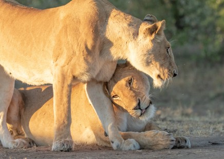 eduardo_del_alamo_kenya_wildlife_safaris_fotograficos32
