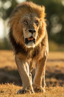 eduardo_del_alamo_kenya_wildlife_safaris_fotograficos33