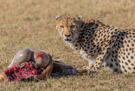 eduardo_del_alamo_kenya_wildlife_safaris_fotograficos34