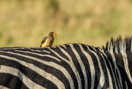 eduardo_del_alamo_kenya_wildlife_safaris_fotograficos38