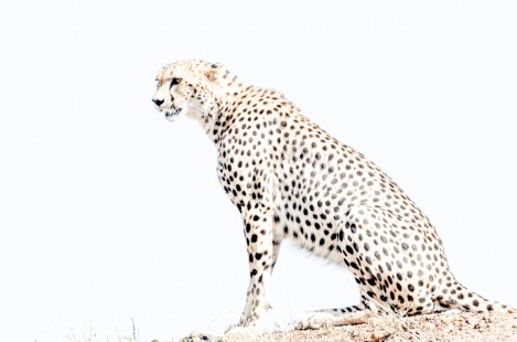eduardo_del_alamo_kenya_wildlife_safaris_fotograficos42