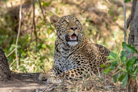 eduardo_del_alamo_kenya_wildlife_safaris_fotograficos43