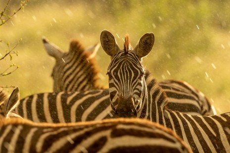eduardo_del_alamo_kenya_wildlife_safaris_fotograficos47