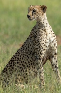 eduardo_del_alamo_kenya_wildlife_safaris_fotograficos49