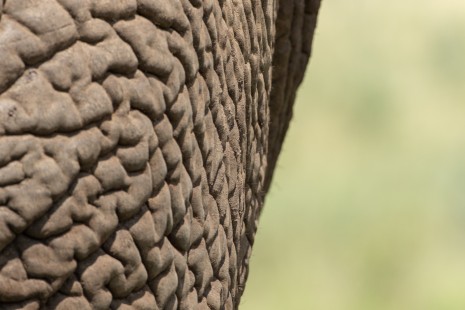 eduardo_del_alamo_kenya_wildlife_safaris_fotograficos50