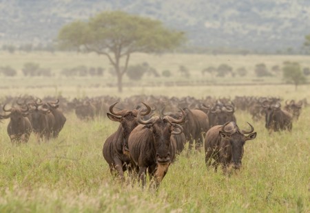 eduardo_del_alamo_kenya_wildlife_safaris_fotograficos51