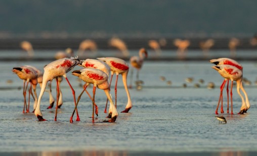 eduardo_del_alamo_kenya_wildlife_safaris_fotograficos52