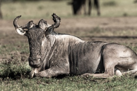 eduardo_del_alamo_kenya_wildlife_safaris_fotograficos7