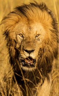 eduardo_del_alamo_kenya_wildlife_safaris_fotograficos8