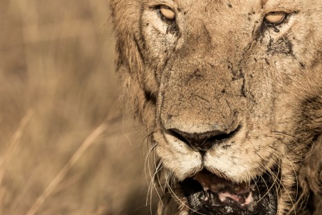 eduardo_del_alamo_kenya_wildlife_safaris_fotograficos9