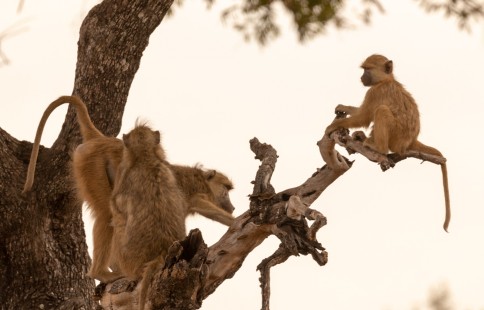eduardo_del_alamo_zambia_wildlife_safaris_fotograficos13