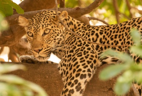 eduardo_del_alamo_zambia_wildlife_safaris_fotograficos24