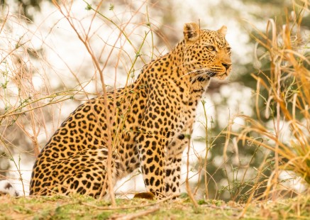 eduardo_del_alamo_zambia_wildlife_safaris_fotograficos8