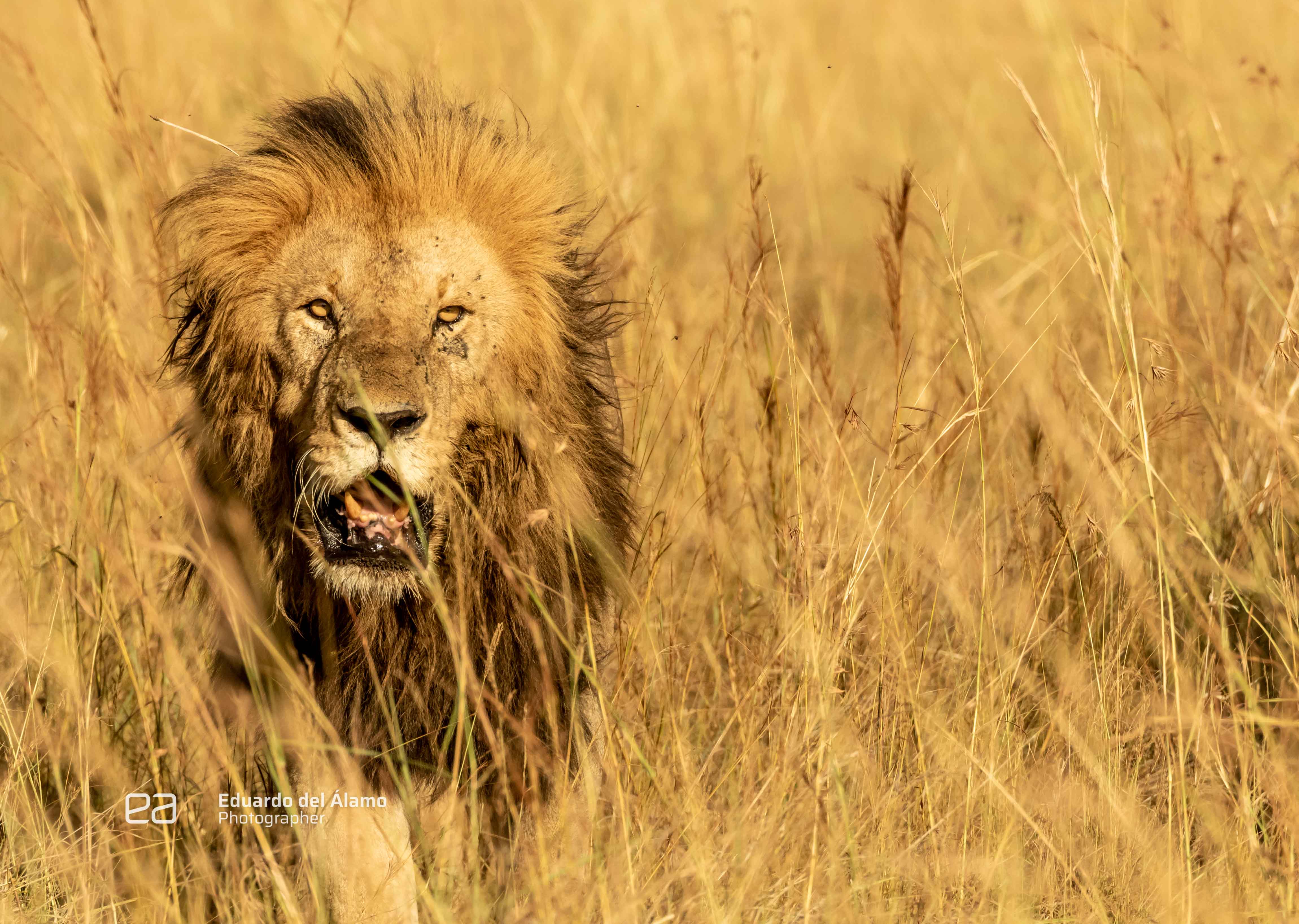 Los 6 mejores sitios para ver leones salvajes en África -